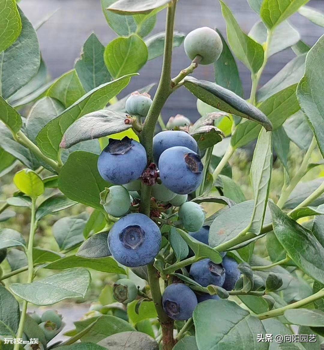 蓝莓好种植吗(很多网友买蓝莓树在家能养活但不结果)-图片2